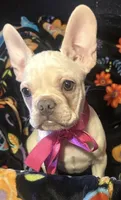 Snow, a female French Bulldog for sale in Lakewood, WA – 2 of 3