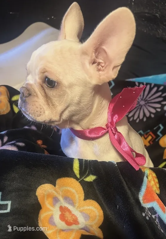 Snow – French Bulldog puppy for sale in Lakewood, WA