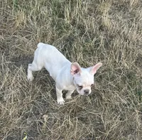 Snow, a female French Bulldog for sale in Lakewood, WA – 3 of 3