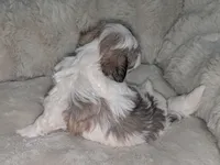 Lilly, a female Havanese for sale in Griswold, IA – Photo 2 of 3