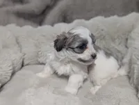 Lilly, a female Havanese for sale in Griswold, IA – Photo 3 of 3