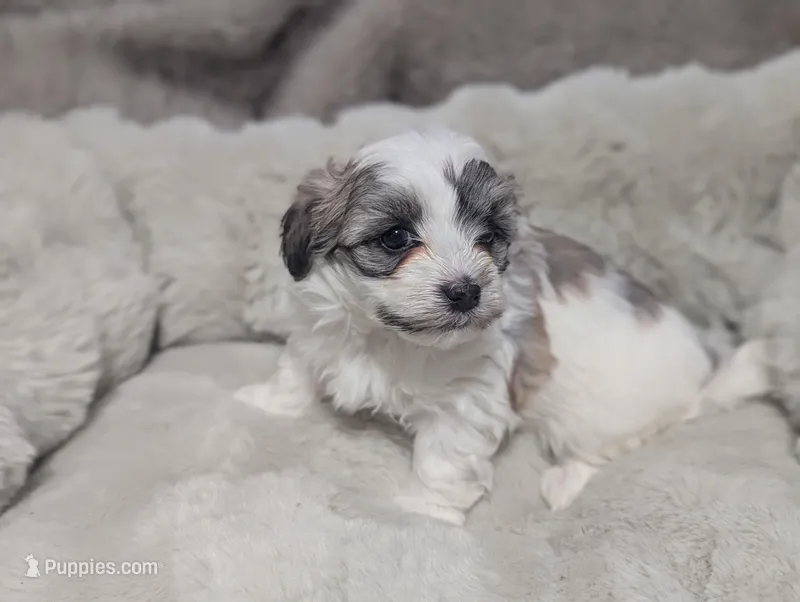 Lilly – Havanese puppy for sale in Griswold, IA