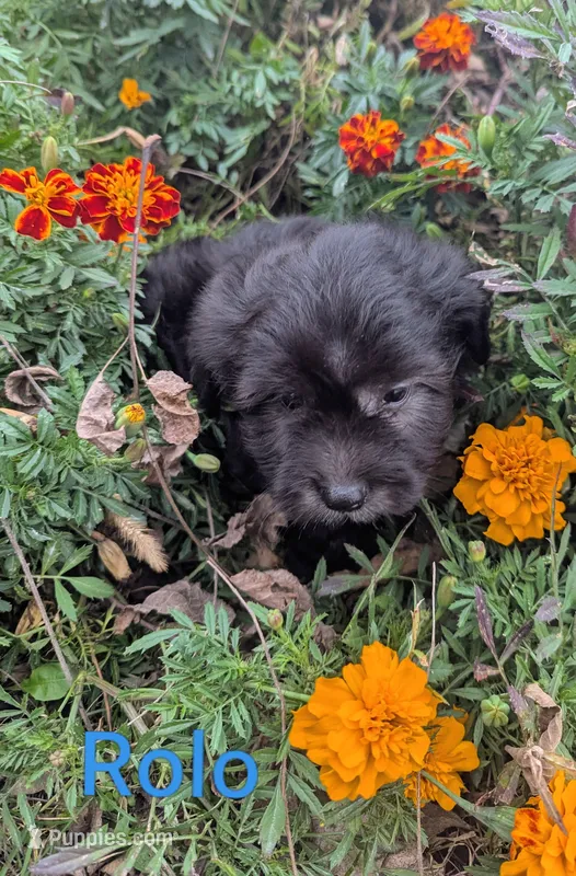 Rolo, a male Havanese for sale in Griswold, IA – 1 of 1