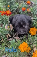 Rolo, a male Havanese for sale in Griswold, IA – 1 of 1