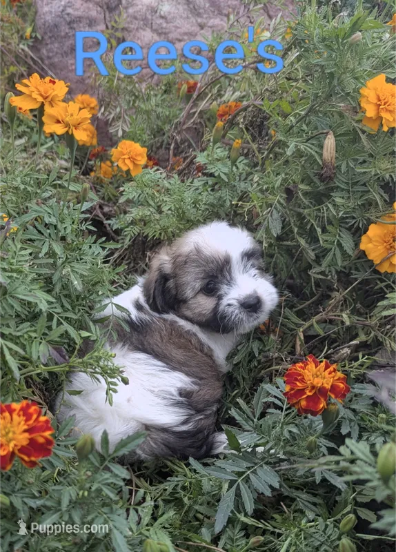 Reese's, a male Havanese for sale in Griswold, IA – 1 of 1