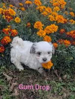 Gum Drop, a female Havanese for sale in Griswold, IA – 1 of 1