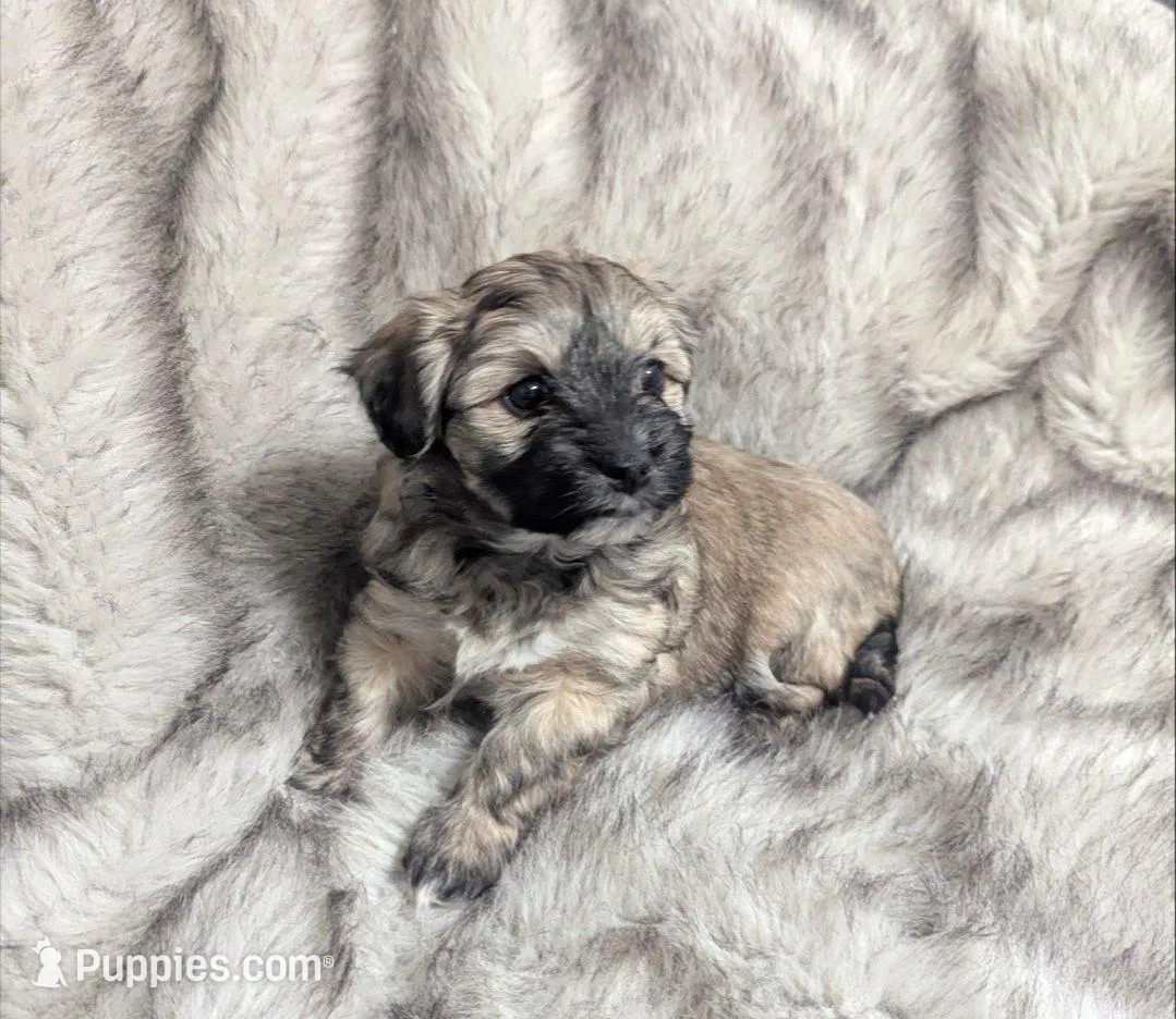 Rosie  – Havanese puppy for sale in Griswold, IA
