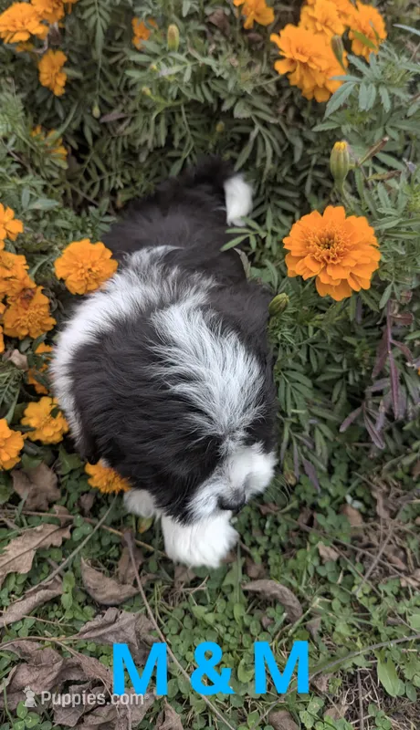 M&M, a male Havanese for sale in Griswold, IA – 1 of 1