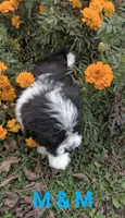 M&M, a male Havanese for sale in Griswold, IA – 1 of 1