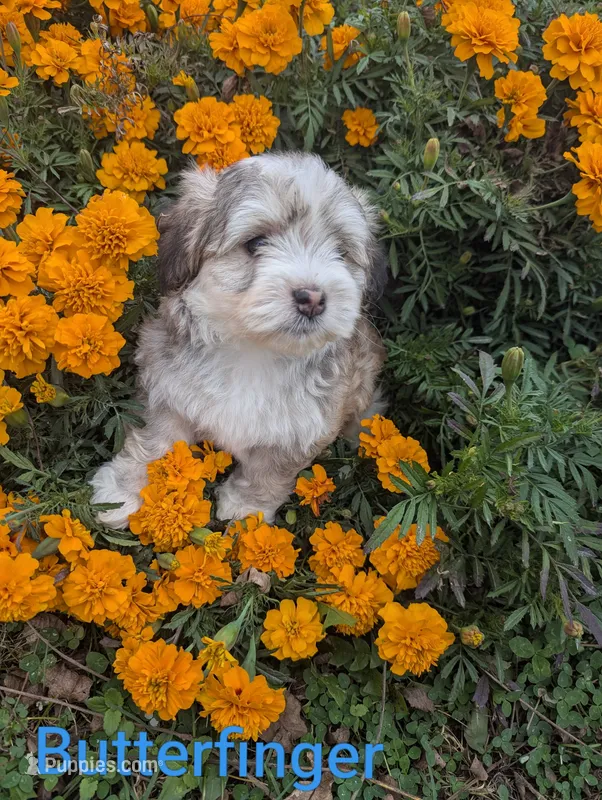 Butterfinger , a male Havanese for sale in Griswold, IA – 1 of 1