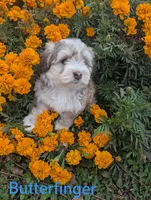 Butterfinger , a male Havanese for sale in Griswold, IA – 1 of 1