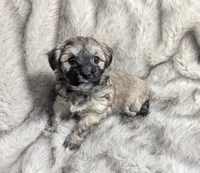 Rosie , a female Havanese for sale in Griswold, IA – Photo 3 of 6