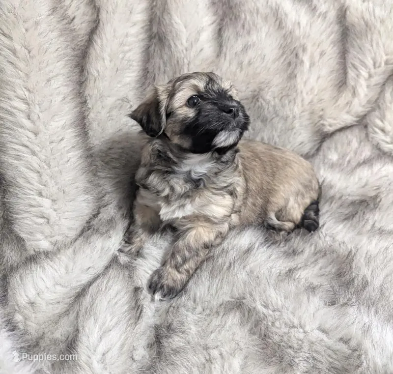 Rosie  – Havanese puppy on hold in Griswold, IA