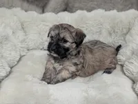 Rosie , a female Havanese for sale in Griswold, IA – Photo 2 of 2