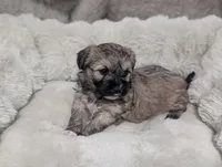 Rosie , a female Havanese for sale in Griswold, IA – Photo 1 of 2