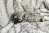 Rosie , a female Havanese for sale in Griswold, IA – Photo 4 of 6