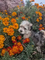 Hershey , a male Havanese for sale in Griswold, IA – 1 of 1