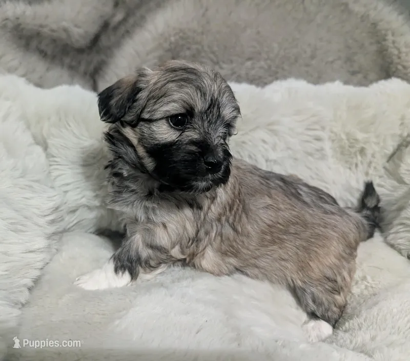 Poppy  – Havanese puppy for sale in Griswold, IA