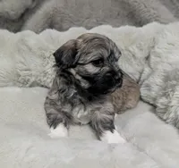 Poppy , a female Havanese for sale in Griswold, IA – Photo 2 of 3