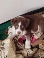 Monkey, a male Akita and Alaskan Husky for sale in Beaverton, OR – 1 of 2