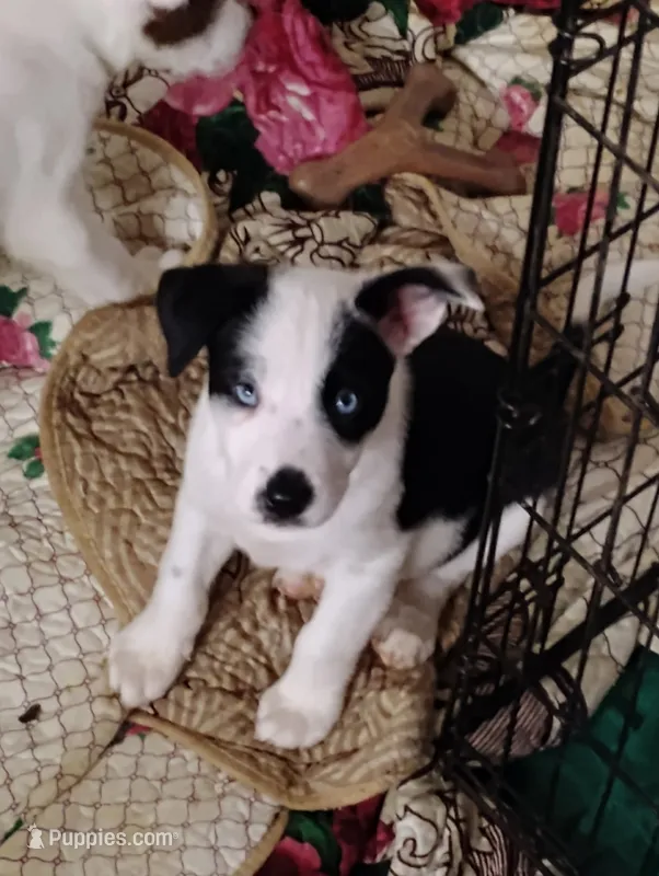 KEYANNA – Akita, Alaskan Husky puppy for sale in Beaverton, OR