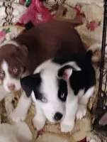 KEYANNA, a female Akita and Alaskan Husky for sale in Beaverton, OR – 3 of 4