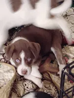 Monkey, a male Akita and Alaskan Husky for sale in Beaverton, OR – 2 of 2