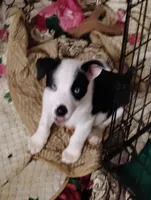 KEYANNA, a female Akita and Alaskan Husky for sale in Beaverton, OR – 2 of 4