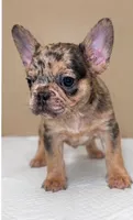 Jax, a male French Bulldog for sale in Charlotte, NC – 1 of 3