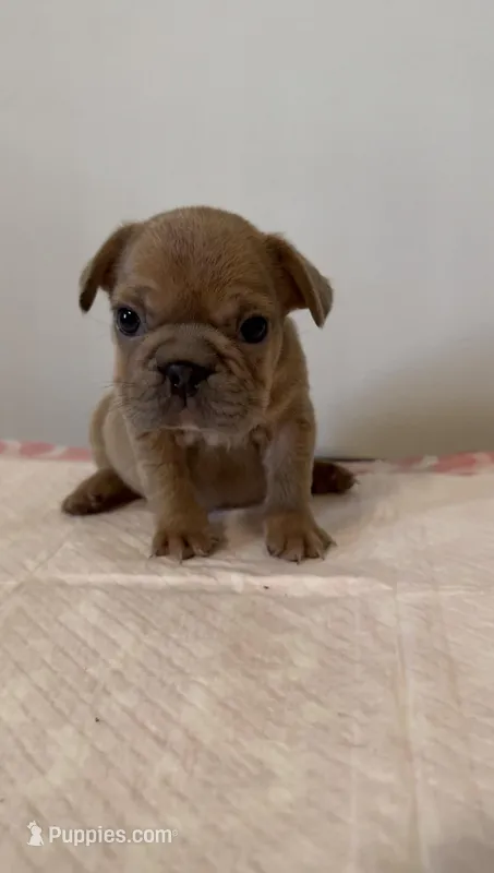 Summer – French Bulldog puppy for sale in Charlotte, NC