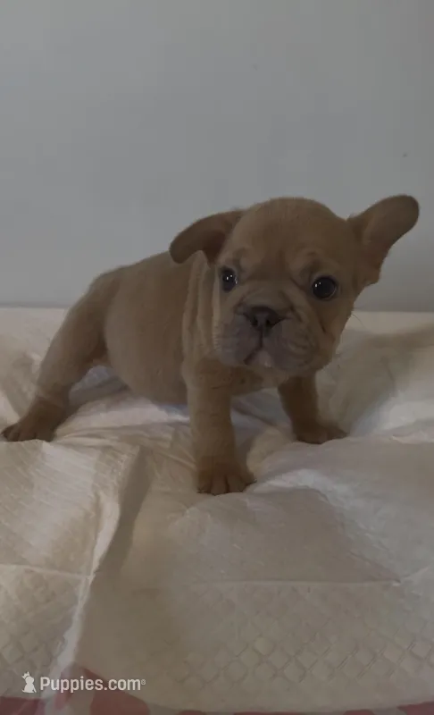 Summer – French Bulldog puppy for sale in Charlotte, NC