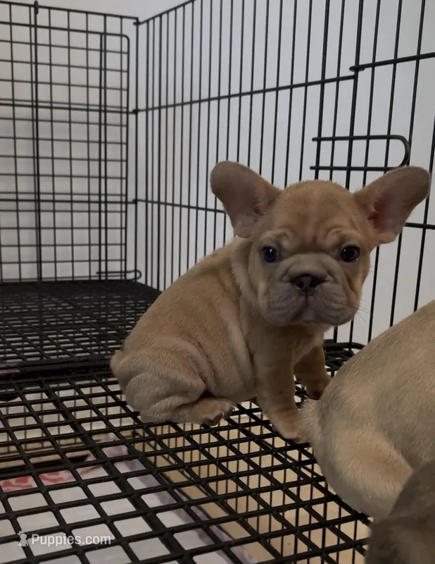 Summer – French Bulldog puppy for sale in Charlotte, NC