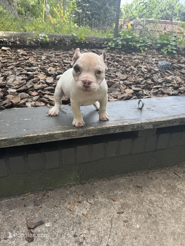 Pebbles – American Bully puppy for sale in Charlotte, NC
