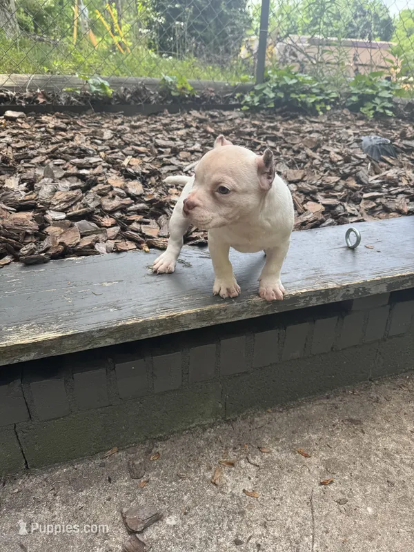 Pebbles – American Bully puppy for sale in Charlotte, NC