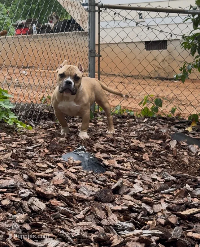 Kong – American Bully puppy for sale in Charlotte, NC
