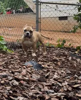 Kong, a male American Bully for sale in Charlotte, NC – 1 of 2