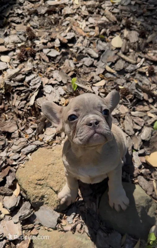 Chloe – French Bulldog puppy for sale in Charlotte, NC