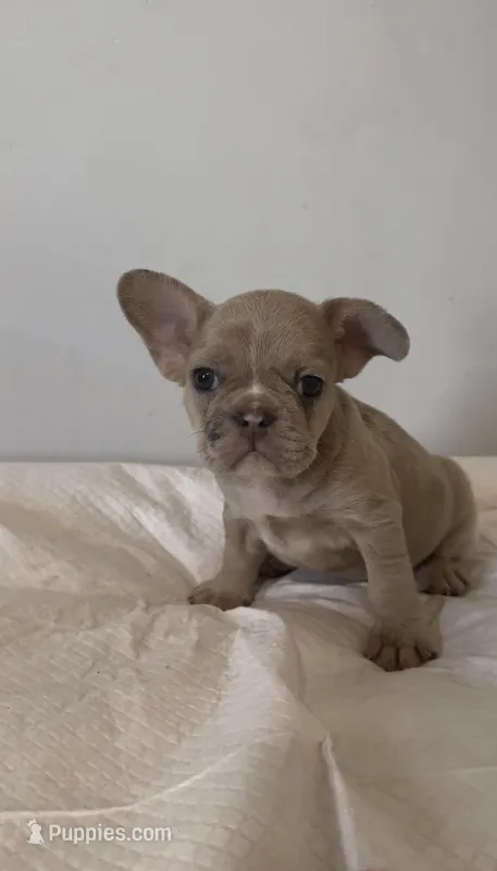 Chloe – French Bulldog puppy for sale in Charlotte, NC