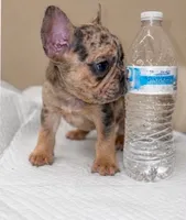 Jax, a male French Bulldog for sale in Charlotte, NC – 2 of 3