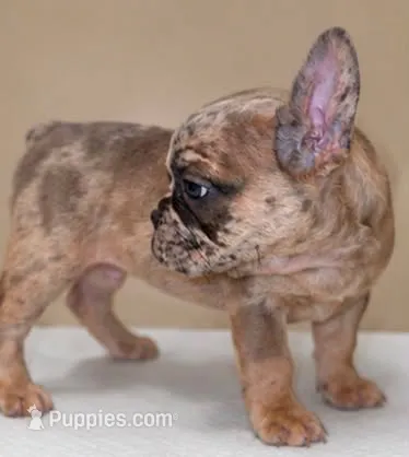 Rocco – French Bulldog puppy for sale in Charlotte, NC