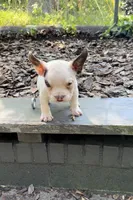 Pebbles, a female American Bully for sale in Charlotte, NC – Photo 2 of 2