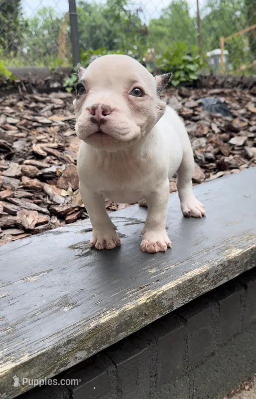 Pebbles – American Bully puppy for sale in Charlotte, NC