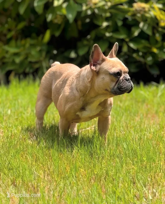 Chanel – French Bulldog puppy for sale in Charlotte, NC