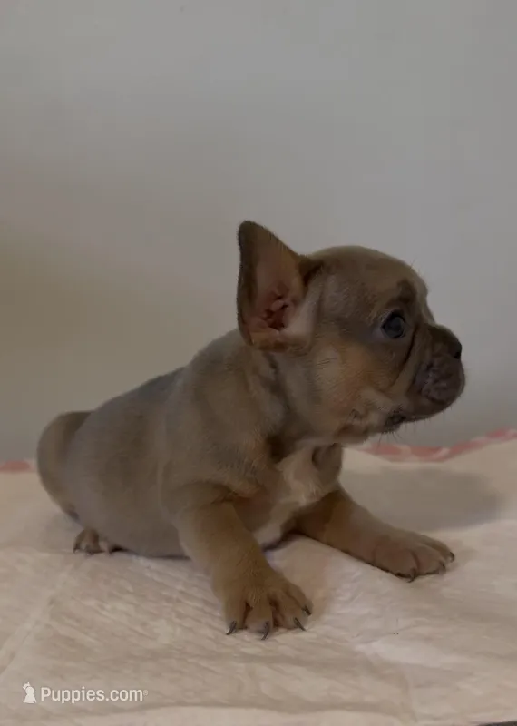 Lilly  – French Bulldog puppy for sale in Charlotte, NC