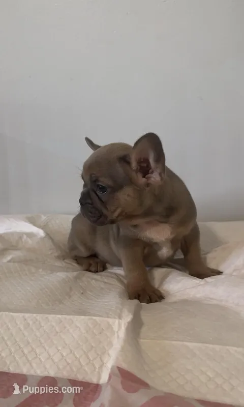 Lilly  – French Bulldog puppy for sale in Charlotte, NC