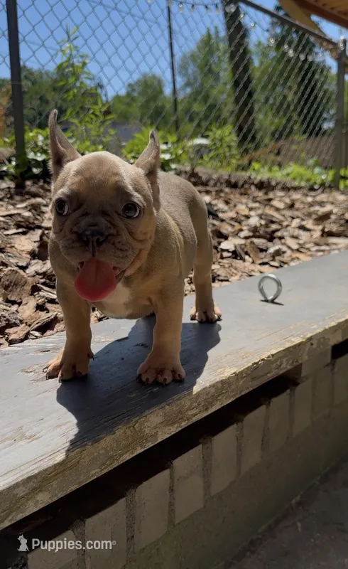 Lilly  – French Bulldog puppy for sale in Charlotte, NC