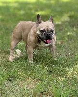 Chanel, a female French Bulldog for sale in Charlotte, NC – 2 of 3