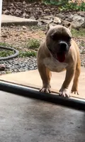 Kong, a male American Bully for sale in Charlotte, NC – 2 of 2