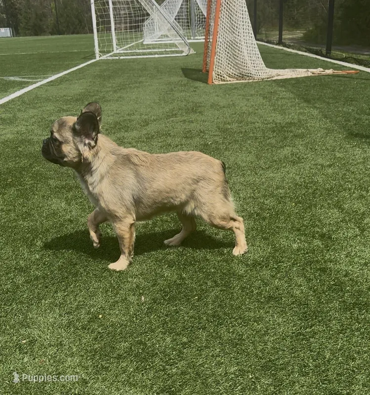 Yaya, a female French Bulldog for sale in Charlotte, NC – Photo 1 of 1