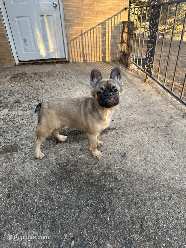 Yaya – French Bulldog puppy for sale in Charlotte, NC